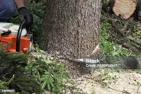 Best Tree Cabling and Bracing  in Reinholds, PA