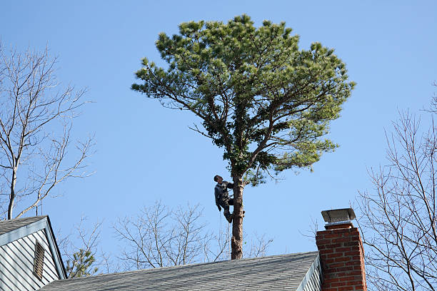 Best Tree and Shrub Care  in Reinholds, PA