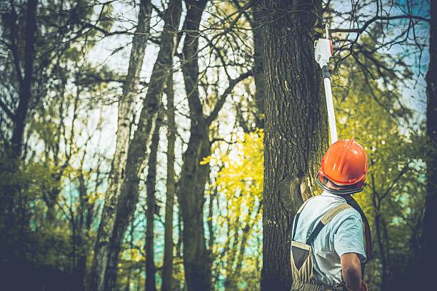 How Our Tree Care Process Works  in  Reinholds, PA