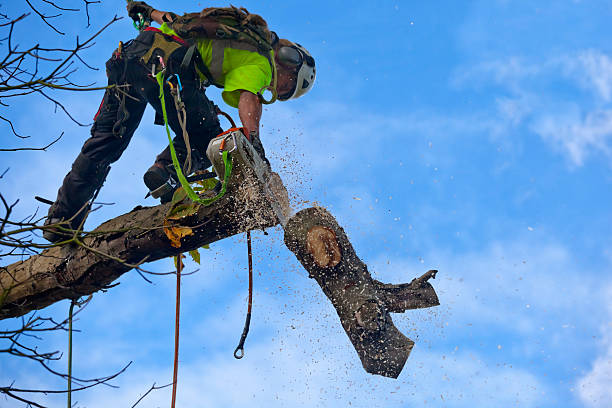 Best Tree Preservation Services  in Reinholds, PA